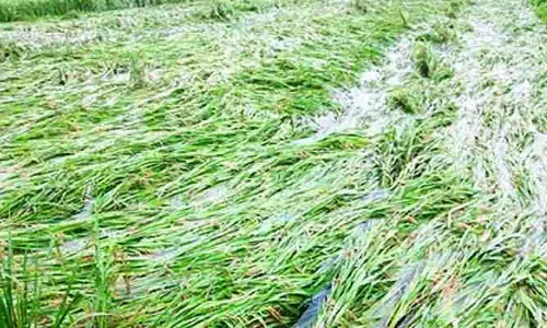 ఉమ్మడి తూర్పుగోదావరి జిల్లాలో భారీగా పంటనష్టం