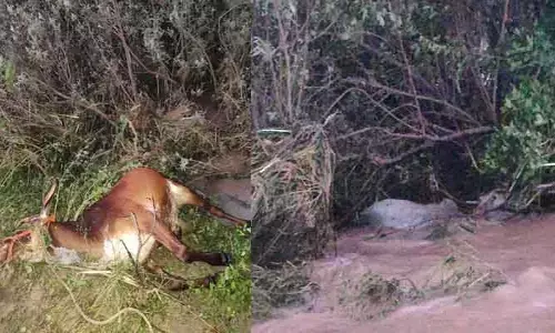 చంద్ర‌వాగులో కొట్టుకుపోయిన ఆవులు మృతి