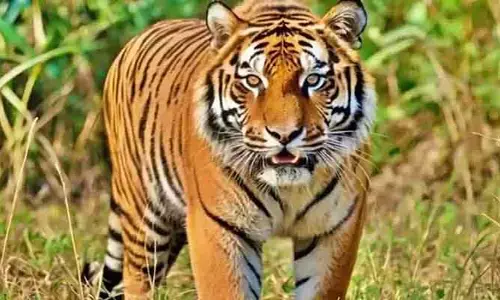 దేవరగుట్ట పరిసరాలలో పెద్దపులి సంచారం