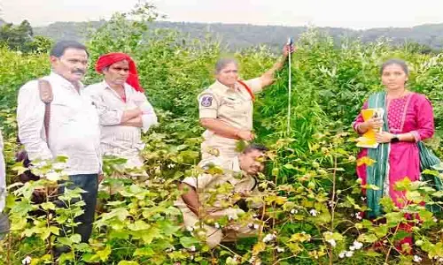 పంట పొలంలో 320 గంజాయి మొక్క‌లు
