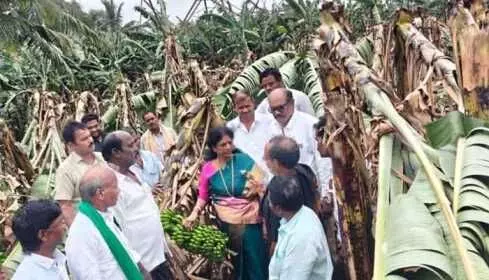 బాధిత రైతులకు తక్షణ సహాయం అందజేయాలి బాధిత రైతులకు తక్షణ సహాయం అందజేయాలి