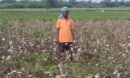 మొంథా తుపాన్.. తీవ్రంగా దెబ్బతిన్న పంటలు..!