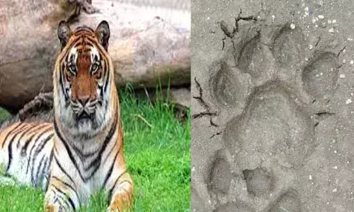 సోనాల మండ‌లంలో పెద్ద‌పులి క‌ల‌క‌లం..!