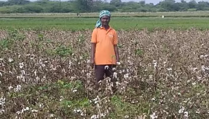 మొంథా తుపాన్.. తీవ్రంగా దెబ్బతిన్న పంటలు..! మొంథా తుపాన్.. తీవ్రంగా దెబ్బతిన్న పంటలు..!