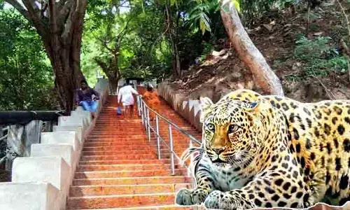 శ్రీవారి మెట్ల మార్గంలో చిరుత హల్‌చల్.. తీవ్ర భయాందోళనలో భక్తులు