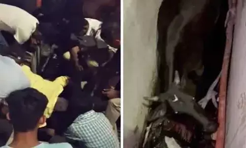గోమాతను కాపాడిన ఎన్టీఆర్ జిల్లా ట్రాఫిక్ పోలీసులు