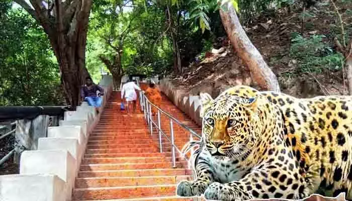 శ్రీవారి మెట్ల మార్గంలో చిరుత హల్చల్.. తీవ్ర భయాందోళనలో భక్తులు శ్రీవారి మెట్ల మార్గంలో చిరుత హల్చల్.. తీవ్ర భయాందోళనలో భక్తులు