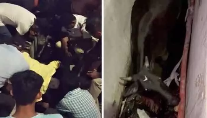 గోమాతను కాపాడిన ఎన్టీఆర్ జిల్లా ట్రాఫిక్ పోలీసులు గోమాతను కాపాడిన ఎన్టీఆర్ జిల్లా ట్రాఫిక్ పోలీసులు
