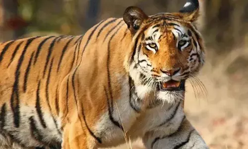 ఆదిలాబాద్ జిల్లాలో టైగర్ టెన్షన్..!