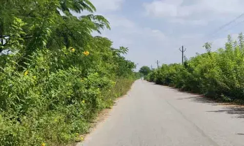 రోడ్డును క‌ప్పేస్తున్న పిచ్చి మొక్క‌లు.. వాహ‌న‌దారుల ఇక్క‌ట్లు..!