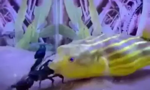 తేలును మింగేసిన చేప(వీడియో)
