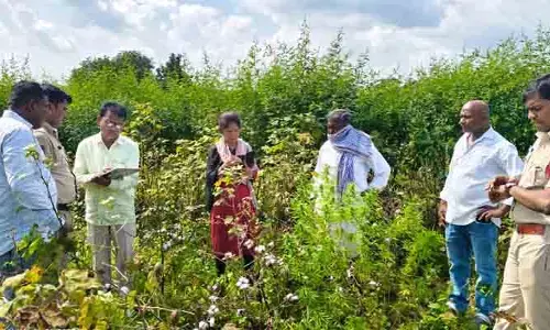 గంజాయి సాగు చేస్తున్న వ్య‌క్తి పై కేసు న‌మోదు