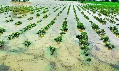 రైతుల వెన్నువిరుస్తున్న విపత్తులు!