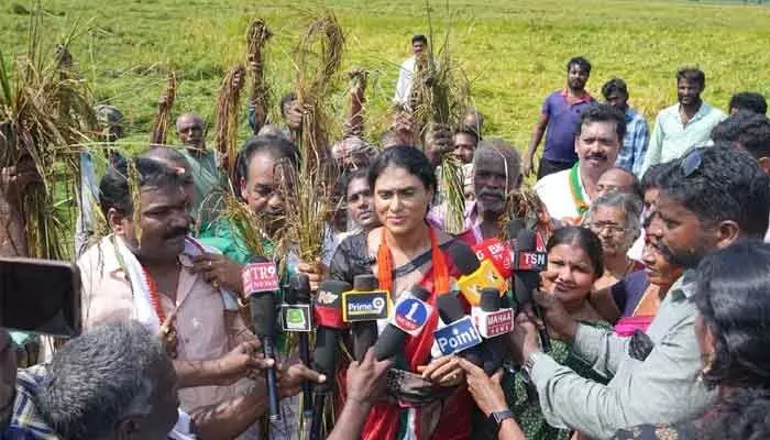 ఎక్కడ చూసినా బీభత్సం.. తుపాను నష్టంపై వైఎస్ షర్మిల తీవ్ర ఆవేదన ఎక్కడ చూసినా బీభత్సం.. తుపాను నష్టంపై వైఎస్ షర్మిల తీవ్ర ఆవేదన