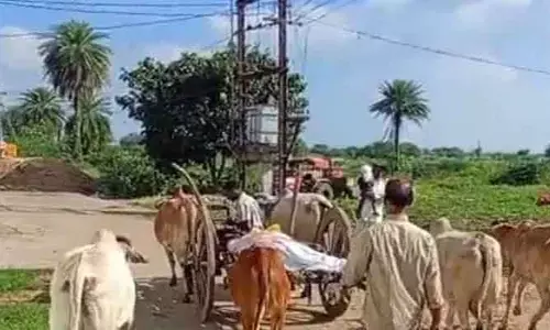 చ‌నిపోయిన లేగ దూడ‌కు గోవుల క‌న్నీటి వీడ్కోలు..!