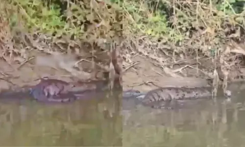 వాగులో మొసలి.. భయాందోళనలో భక్తులు