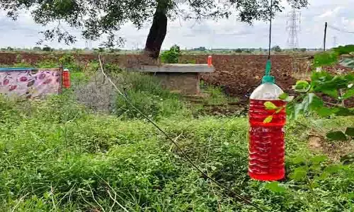 ఎర్ర నీళ్లతో వాటికి చెక్..  వింత ఆలోచన చేసిన జల్లాపురం రైతులు...!