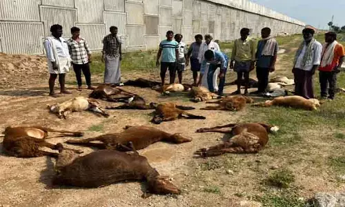 గోర్ల‌ఖాన్ దొడ్డిలో  25 గొర్రెలు మృతి