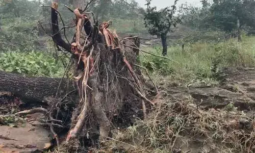 లెంకలగడ్డ అటవీ ప్రాంతంలో ప్రకృతి బీభత్సం