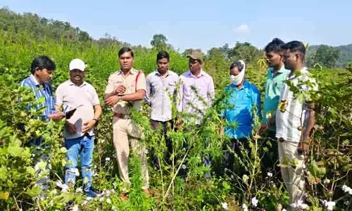 గంజాయి మొక్కలు సాగు చేస్తే క‌ఠిన చ‌ర్య‌లు : ఎస్ఐ మ‌ధుక‌ర్