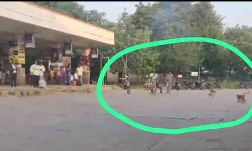 హుజూరాబాద్ బస్టాండ్‌లో కోతుల బీభత్సం