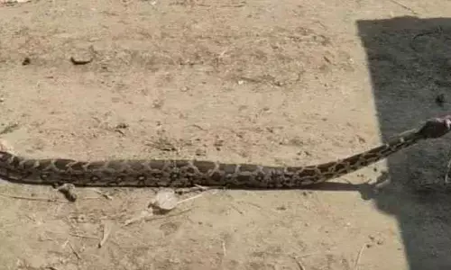 బాబోయ్ కొండ చిలువ
