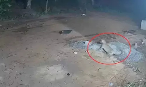 ఎస్.వీ యూనివర్సిటీలో చిరుత సంచారం