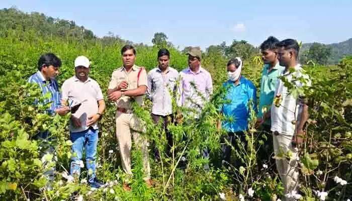 గంజాయి మొక్కలు సాగు చేస్తే కఠిన చర్యలు : ఎస్ఐ మధుకర్ గంజాయి మొక్కలు సాగు చేస్తే కఠిన చర్యలు : ఎస్ఐ మధుకర్