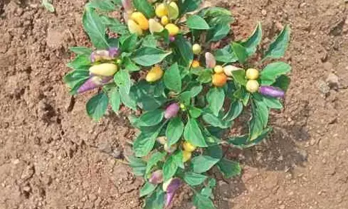 ఇదెక్కడి వింత.. మిరప చెట్టుకు టమాటాలు