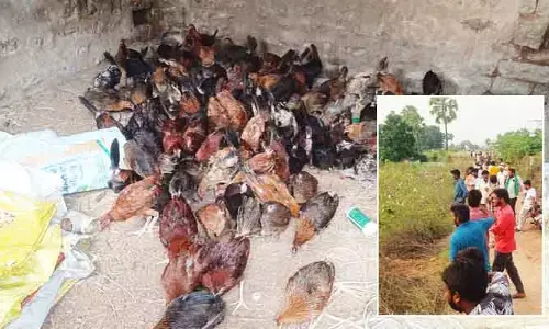 ఆ ఊళ్లో 2 వేల నాటు కోళ్లు ప్రత్యక్షం.. పండగ చేసుకుంటున్న జనం