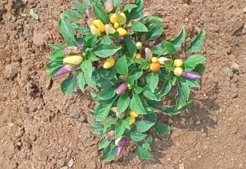 ఇదెక్కడి వింత.. మిరప చెట్టుకు టమాటాలు ఇదెక్కడి వింత.. మిరప చెట్టుకు టమాటాలు