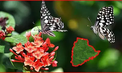 తెలంగాణ అడవుల్లో 60 కొత్త సీతాకోక చిలుక జాతులు గుర్తింపు