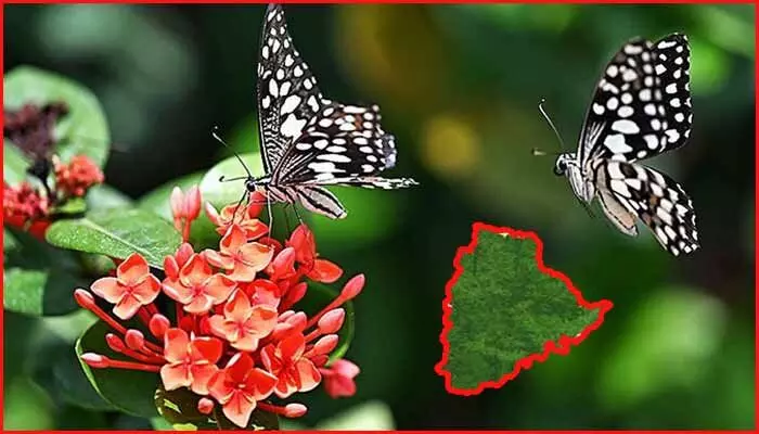 తెలంగాణ అడవుల్లో 60 కొత్త సీతాకోక చిలుక జాతులు గుర్తింపు తెలంగాణ అడవుల్లో 60 కొత్త సీతాకోక చిలుక జాతులు గుర్తింపు