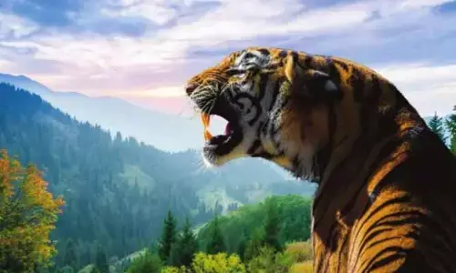 పెద్దపులి జాడ కోసం అధికారుల గాలింపు