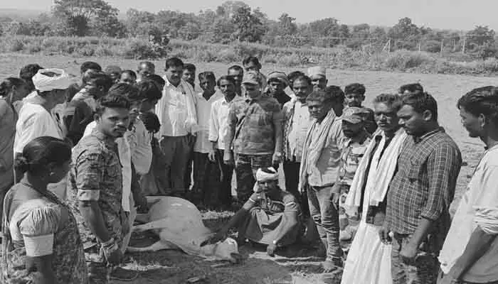 పులి దాడిలో ఆవు మృతి పులి దాడిలో ఆవు మృతి