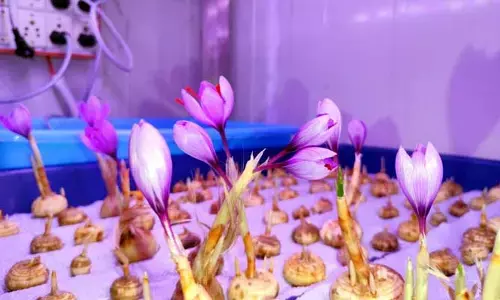 ఉద్యాన విశ్వవిద్యాలయంలో కుంకుమపువ్వు సాగు
