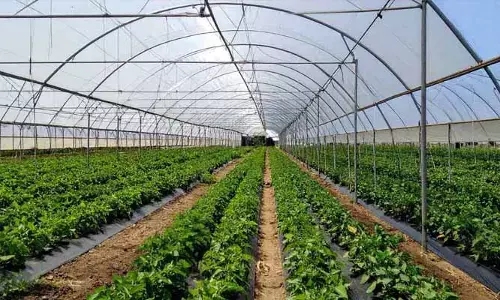 ఉద్యాన పంటలే ఉత్తమం.. యాసంగిలో సాగుకు రైతుల ఆసక్తి