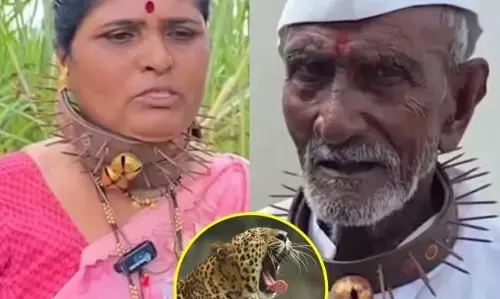 పులుల నుంచి రక్షించుకునేందుకు గ్రామస్తుల వినూత్న ఆలోచన.. మొలలతో మెడ చుట్టూ (వీడియో)