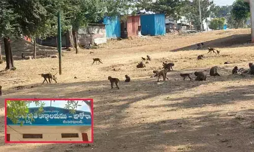 గ్రామ పంచాయతీ ఆవరణలో వానర సైన్యం రౌడీయిజం