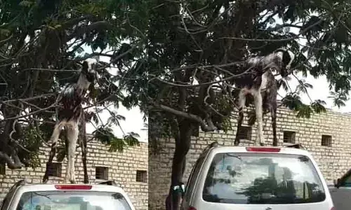 క‌డుపు నింపుకునేందుకు కారు ఎక్కిన మేక‌..!