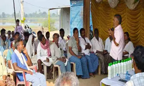 మక్కకు నాలుగు బస్తాల యూరియా చాలు