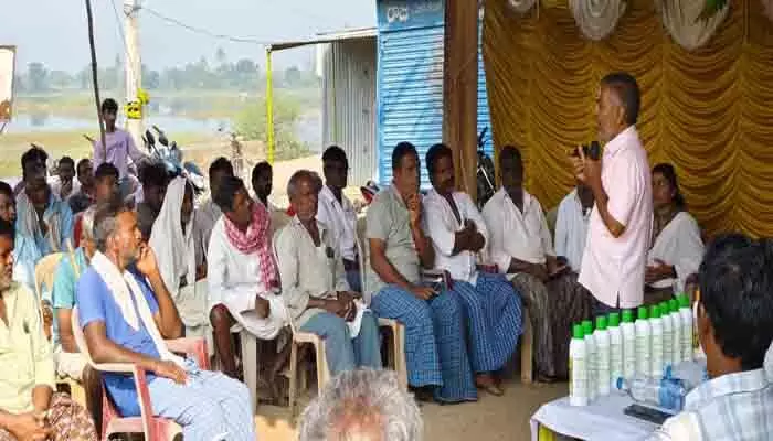 మక్కకు నాలుగు బస్తాల యూరియా చాలు మక్కకు నాలుగు బస్తాల యూరియా చాలు
