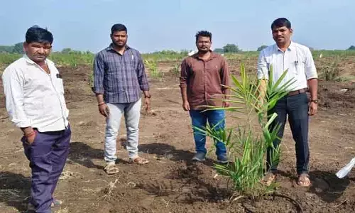 ఆయిల్ పామ్ సాగుతో అధిక ఆదాయం