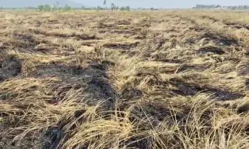 ఉత్తగడ్డికి నిప్పు పెడితే..  పంట పొలం కాలింది..!