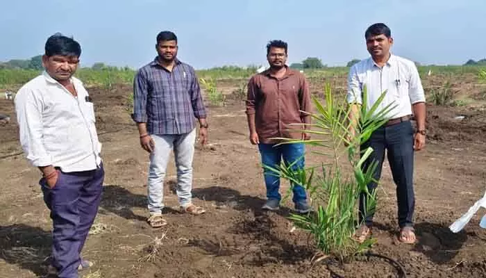 ఆయిల్ పామ్ సాగుతో అధిక ఆదాయం ఆయిల్ పామ్ సాగుతో అధిక ఆదాయం