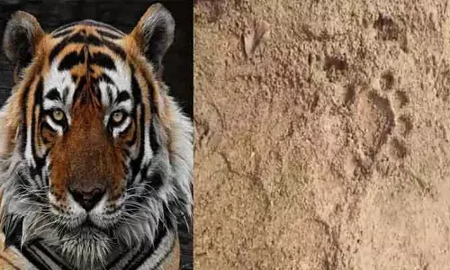 వామ్మో పులి.. భ‌యాందోళ‌న‌కు గుర‌వుతున్న ప్ర‌జ‌లు