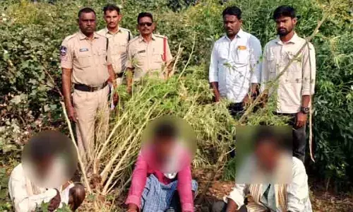 2.6 కేజీల గంజాయి పట్టివేత