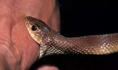 పాముకాటుతో వ్యక్తి మృతి