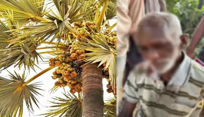 తాటి చెట్టుపై నుంచి పడి గీత కార్మికుడికి తీవ్ర గాయాలు తాటి చెట్టుపై నుంచి పడి గీత కార్మికుడికి తీవ్ర గాయాలు