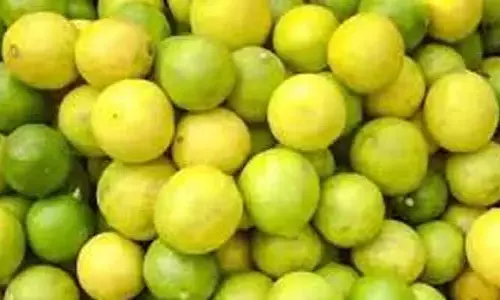 పాతాళానికి పడిపోయిన ‘నిమ్మ’ ధరలు.. అల్లాడిపోతున్న రైతులు